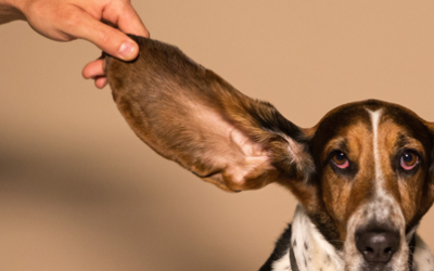 Your Ear Lobe Has Unexpected Power